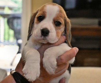 Modest Beagle Puppies For Sale