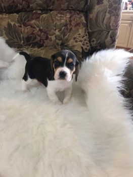 Generous Beagle Puppies For Sale
