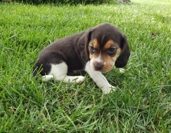 Magnetic Beagle Puppies For Sale