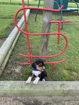Wise Beagle Puppies For Sale