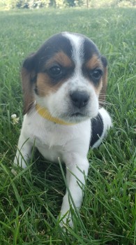 Efficient Beagle Puppies For Sale