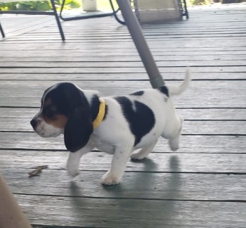 Outstanding Beagle Puppies For Sale