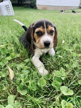 Gnerous Beagle Puppies For Sale