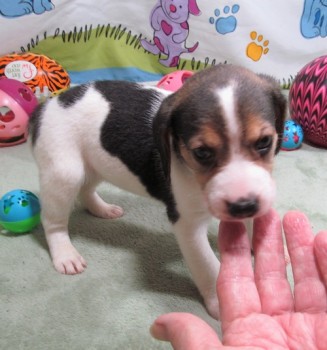 Strong Beagle Puppies For Sale