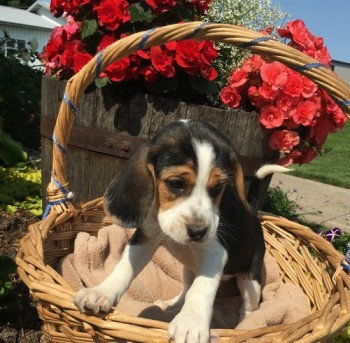 Incredible Beagle Puppies For Sale