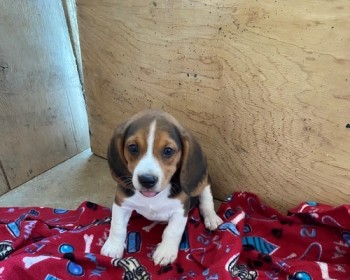 Remarkable Beagle Puppies For Sale