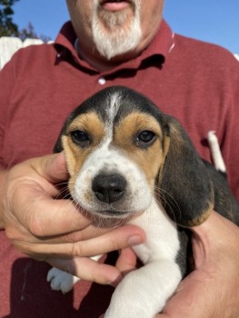 Overwhelming Beagle Puppies For Sale