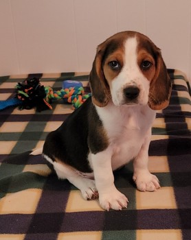 Pretty Beagle Puppies For Sale