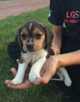 Exquisite Beagle Puppies For Sale