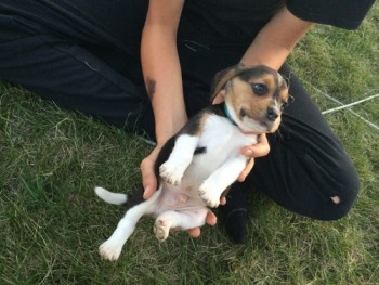 Graceful Beagle Puppies For Sale