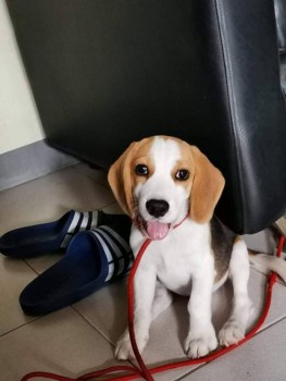 Classy Beagle Puppies For Sale