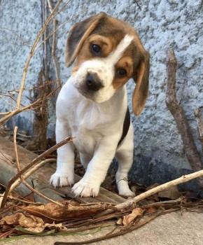 Mesmeric Beagle Puppies For Sale