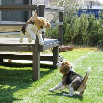Splendid Beagle Puppies For Sale