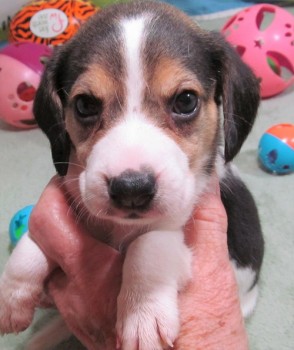 Angelic Beagle Puppies For Sale