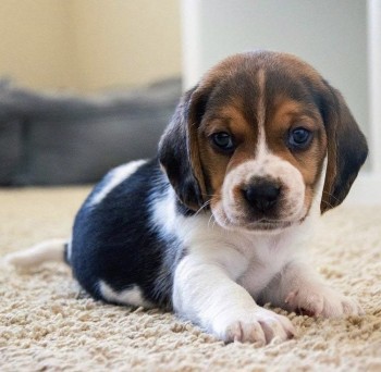 Decent Beagle Puppies For Sale