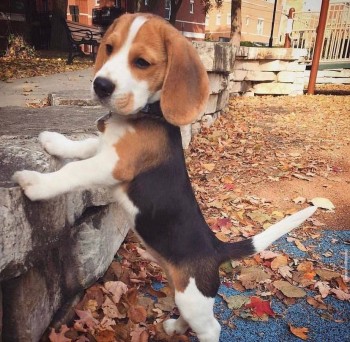 Perfect Beagle Puppies For Sale