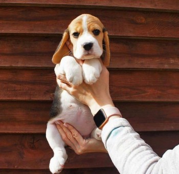 Superior Beagle Puppies For Sale