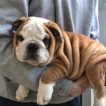 Exceptional English Bulldog For Sale