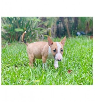 BULL TERRIER PUPPIES FOR SALE