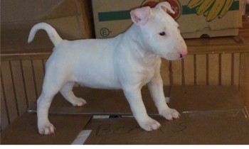 BULL TERRIER PUPPIES FOR SALE