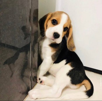 Friendly Beagle Puppies For Sale