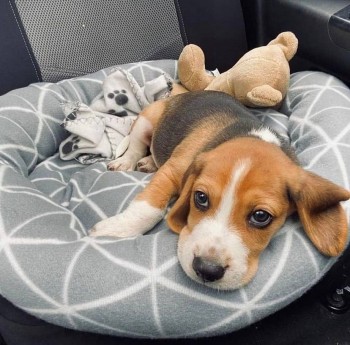Adorable Beagle Puppies For Sale