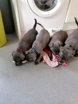 Stardfordshire Puppies available
