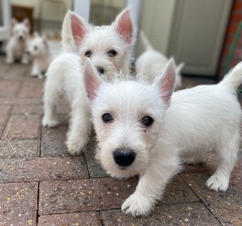 West Highland Terrier  Puppies