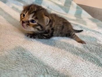 Bengal kitten for sale 