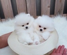 teacup pomeranian puppies For Sale