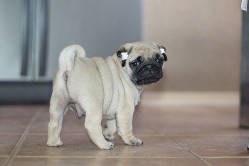 Home Trained Pugs Puppies Ready