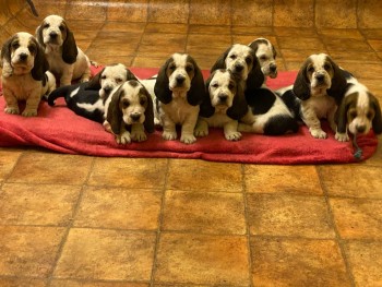 Quality Basset Hound Puppies For Sale 