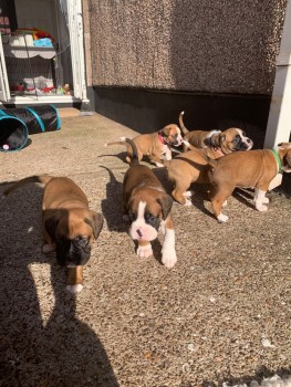Boxer puppies looking for new home.