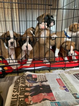 Boxer Puppies looking for their new home