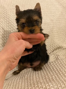 TeaCup Yorkie Puppies For sale 