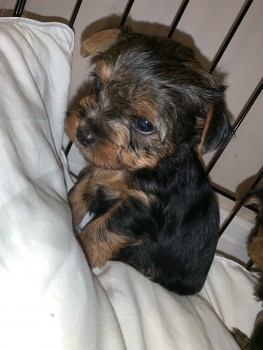 Yorkie  puppies ready to meet their new 