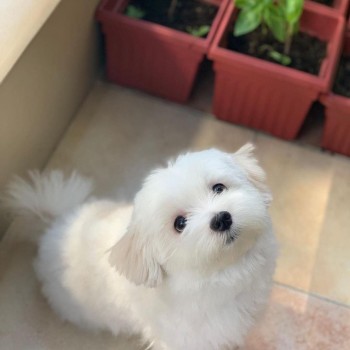 Maltese puppies for sale 