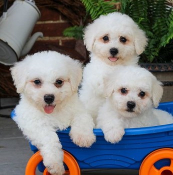 Bichon Frise puppies now ready for a new