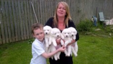 Samoyed puppies available now.