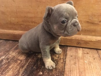 French Bulldog  puppies for sale