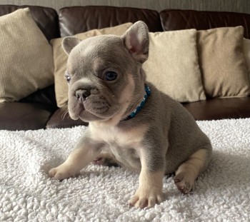 French Bulldog  puppies for sale