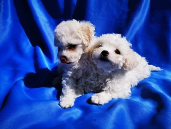 Bichon Frise puppies for sale Now