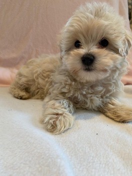 Maltipoo puppies Ready to leave Now 