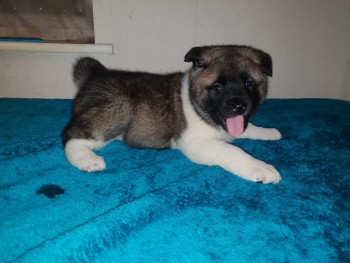 Akita puppies Available  Now 
