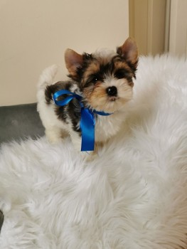 Yorkshire Terrier puppies Looking for go