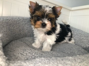 Yorkshire Terrier puppies Looking for go
