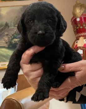 Labradoodle puppies Looking for good Hom