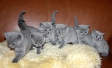 Blue British Shorthair kittens