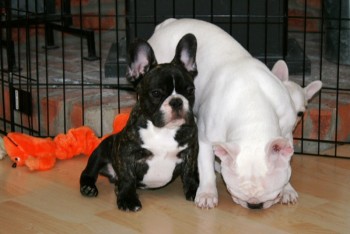 Adorable Cute male and female French bul