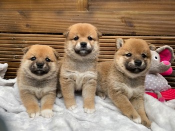  Shiba Inu Pups For Sale!